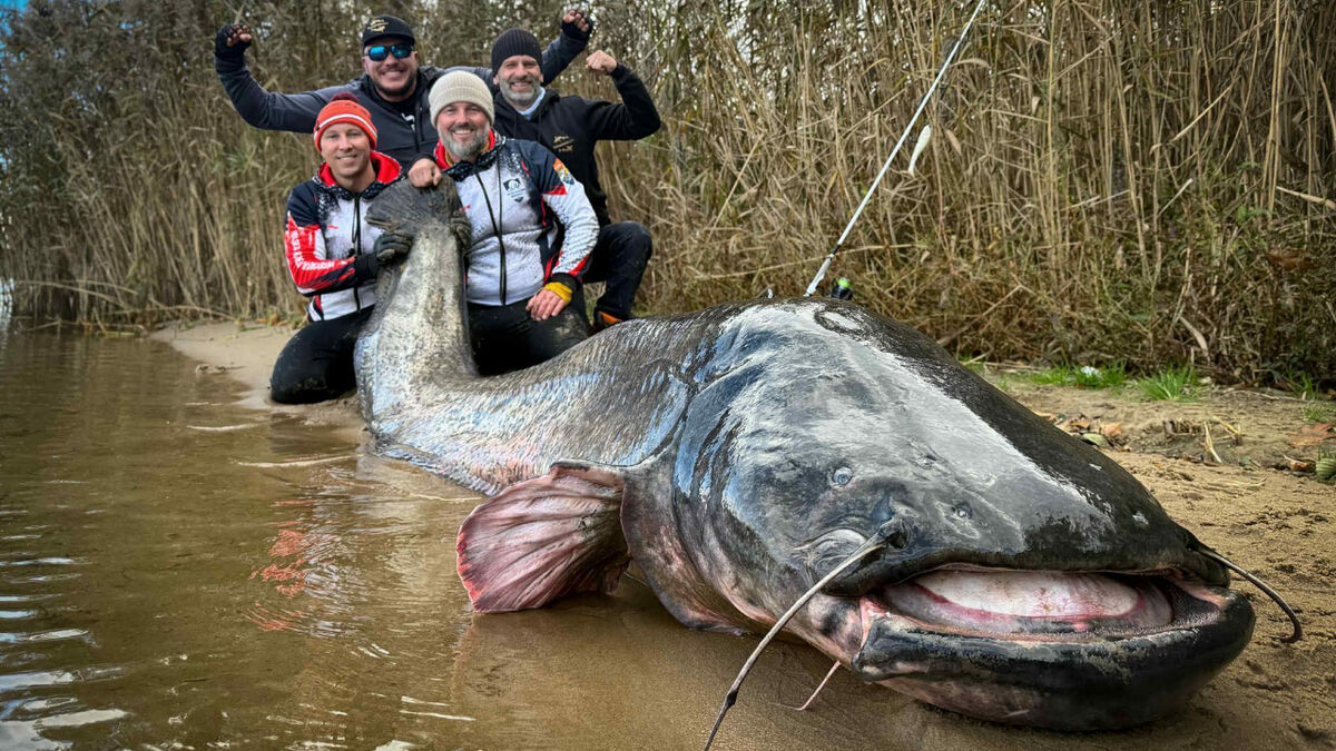 best shimano drop shot rod Casting Bass The Snag Proof Zoo 1094Yds Model:7'6 The G Loomis GLX
